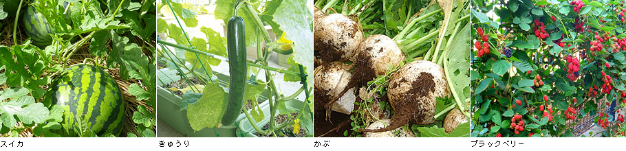 百々花菜園で収穫した野菜や果物